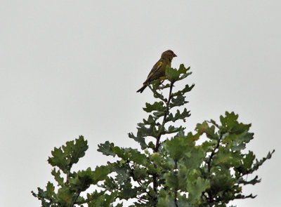 Grnfink (Chloris chloris)