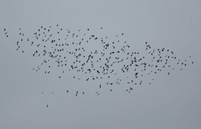 Kaja (Corvus monedula)