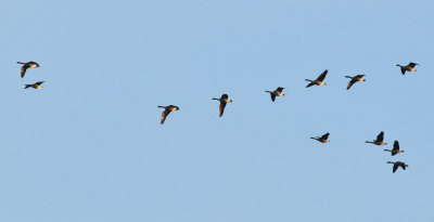 Kanadagås (Branta canadensis)