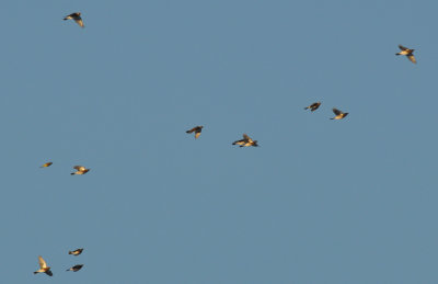 Björktrast (Turdus pilaris)