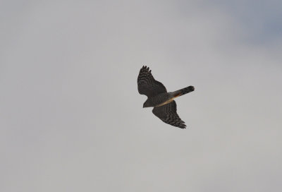 Sparvhök (Accipiter nisus)