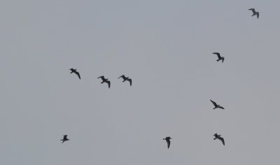 Gråtrut (Larus argentatus)