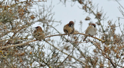 Pilfink (Passer montanus)