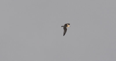 Gråtrut (Larus argentatus)