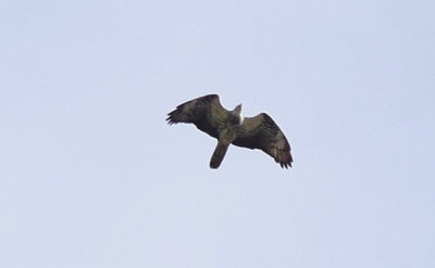 Bivråk (Pernis apivorus)