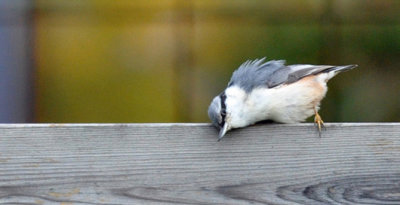 Nötväcka (Sitta europaea)