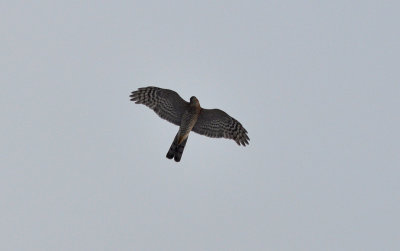Sparvhök (Accipiter nisus)