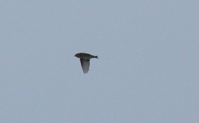Grönsiska (Spinus spinus)