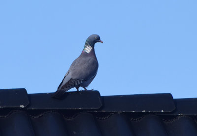 Ringduva (Columba palumbus)