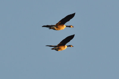 Kanadagås (Branta canadensis)