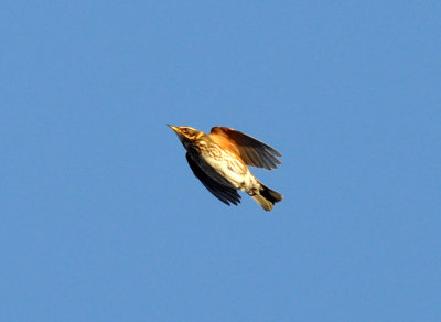 Rödvingetrast (Turdus iliacus)