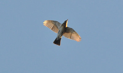 Björktrast (Turdus pilaris)