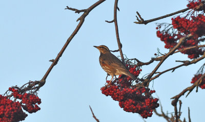 Rödvingetrast (Turdus iliacus)