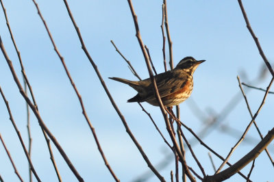 Rödvingetrast (Turdus iliacus)