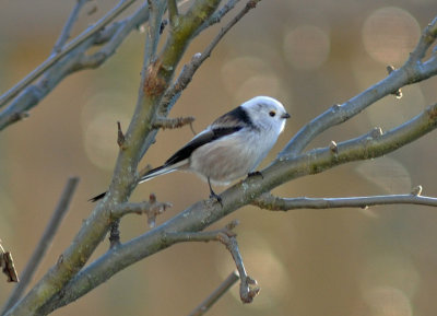 Stjärtmes (Aegithalos caudatus)