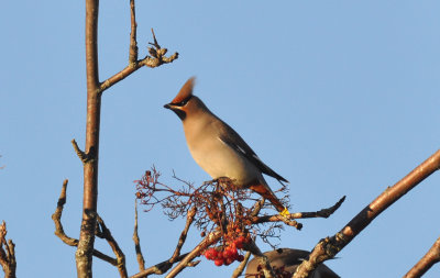 Sidensvans (Bombycilla garrulus)