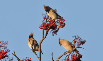 Sidensvans (Bombycilla garrulus)