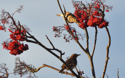 Rödvingetrast (Turdus iliacus)