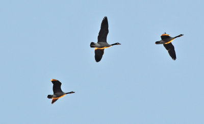 Kanadagås (Branta canadensis)
