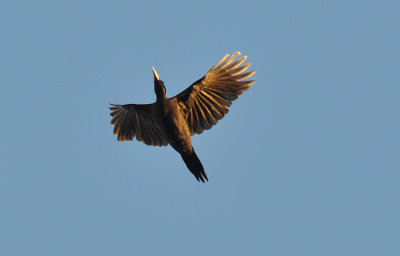 Spillkråka (Dryocopus martius)