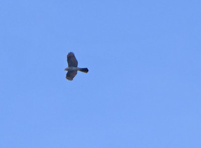 Sparvhk (Accipiter nisus)