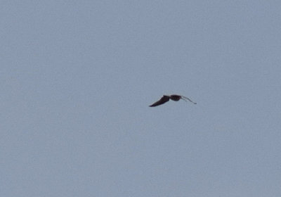 Storspov (Numenius arquata)