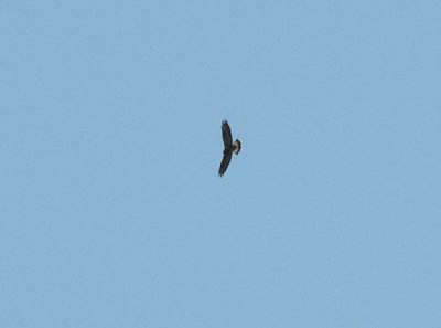 Fjällvråk (Buteo lagopus)