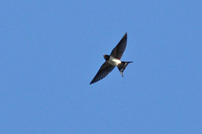 Ladusvala (Hirundo rustica)