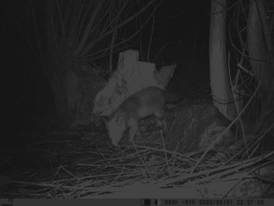 Rdrv (Vulpes vulpes)