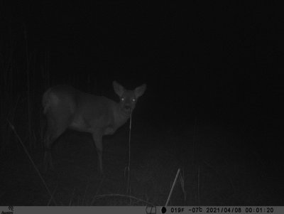 Rdjur (Capreolus capreolus)