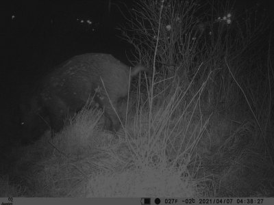 Vildsvin (Sus scrofa)