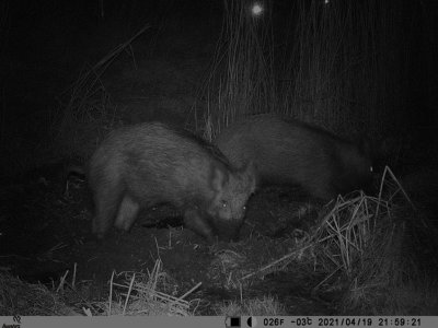 Vildsvin (Sus scrofa)