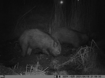 Vildsvin (Sus scrofa)