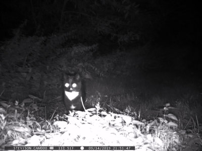 Katt (Felis catus)