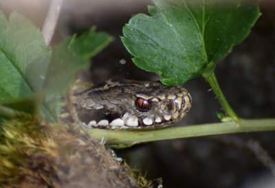 Huggorm (Vipera berus)