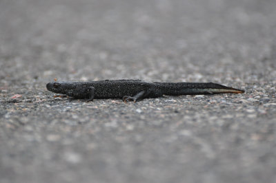 Strre vattensalamander (Triturus cristatus) 