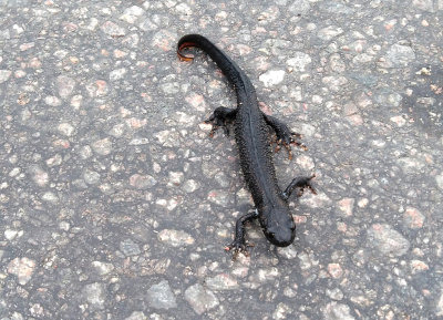 Strre vattensalamandern (Triturus cristatus)