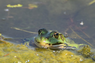 tlig groda (Pelophylax kl. esculentus)