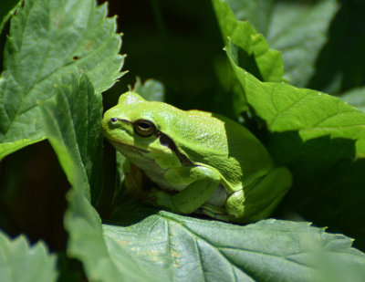  Lvgroda  (Hyla arborea)