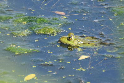 tlig groda (Pelophylax kl. esculentus)