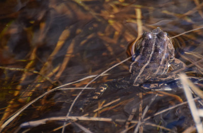Glgroda (Pelophylax lessonae)