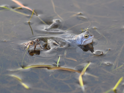 kergroda (Rana arvalis)