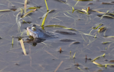 kergroda (Rana arvalis)
