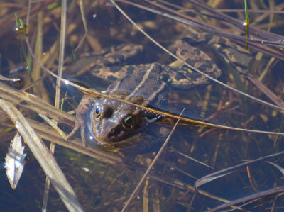 Glgroda (Pelophylax lessonae)