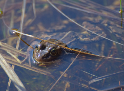 Glgroda (Pelophylax lessonae)