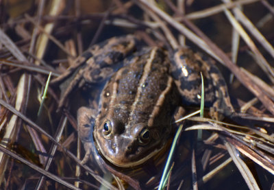 Glgroda (Pelophylax lessonae)
