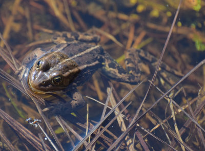 Glgroda (Pelophylax lessonae)