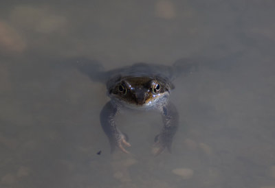 Vanlig groda (Rana temporaria)