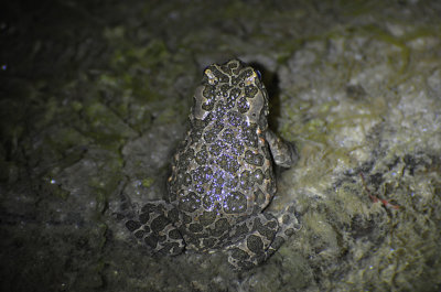 Grnflckig padda (Bufotes viridis)