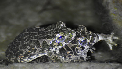 Grnflckig padda (Bufotes viridis)